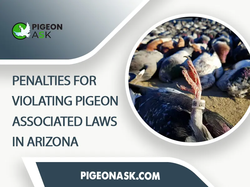 Penalties for Violating Pigeon Associated Laws in Arizona