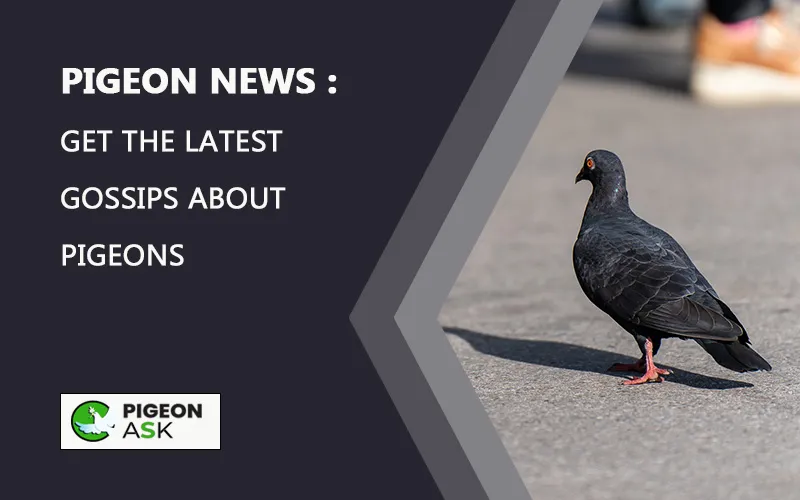 Pigeon News Get the Latest Gossips About Pigeons