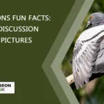 Pigeons Fun Facts: Our Discussion With Pictures
