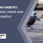 Pigeons’ Habitat: Urban And Rural Habitat