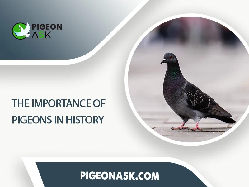 The Importance of Pigeons in History