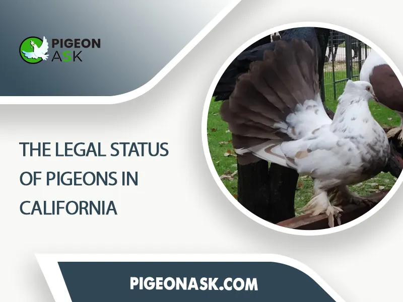 The Legal Status of Pigeons in California