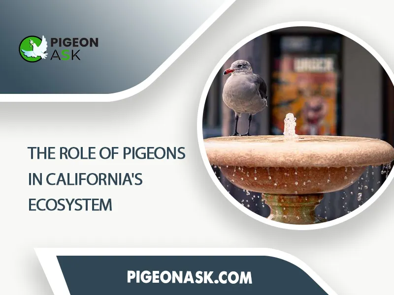 The Role of Pigeons in Californias Ecosystem