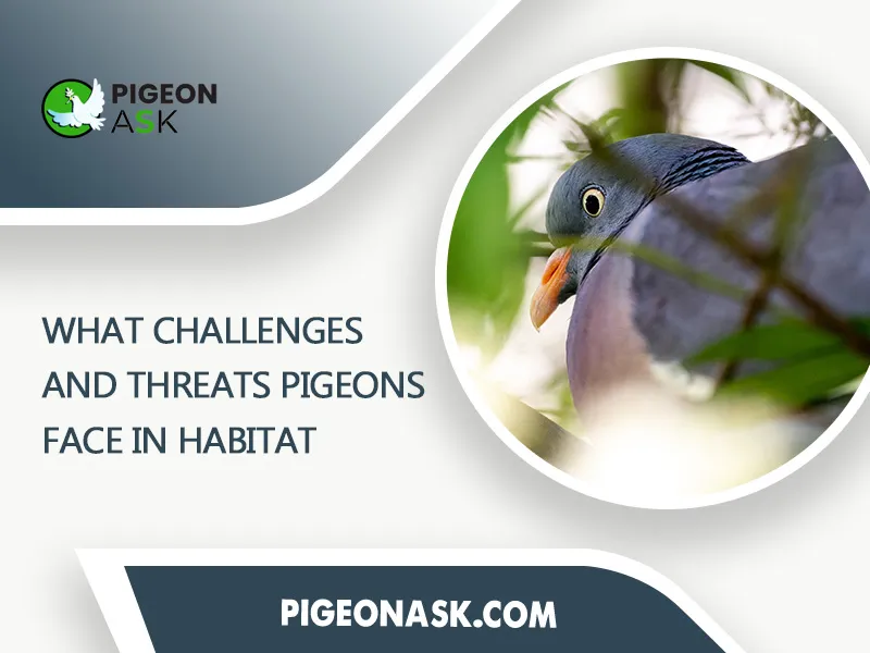 What Challenges and Threats Pigeons Face in Habitat