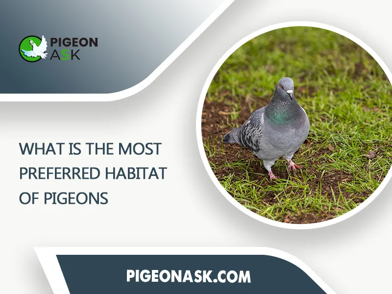 What Is the Most Preferred Habitat of Pigeons