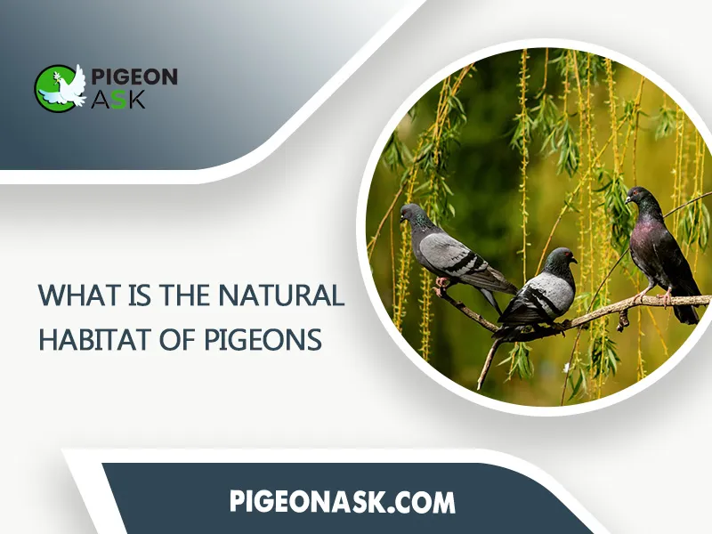 What Is the Natural Habitat of Pigeons