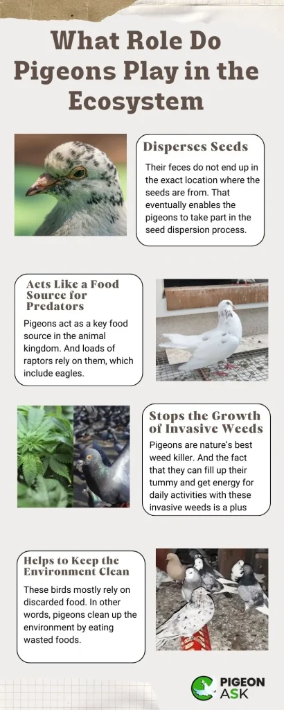 What Role Do Pigeons Play in the Ecosystem?