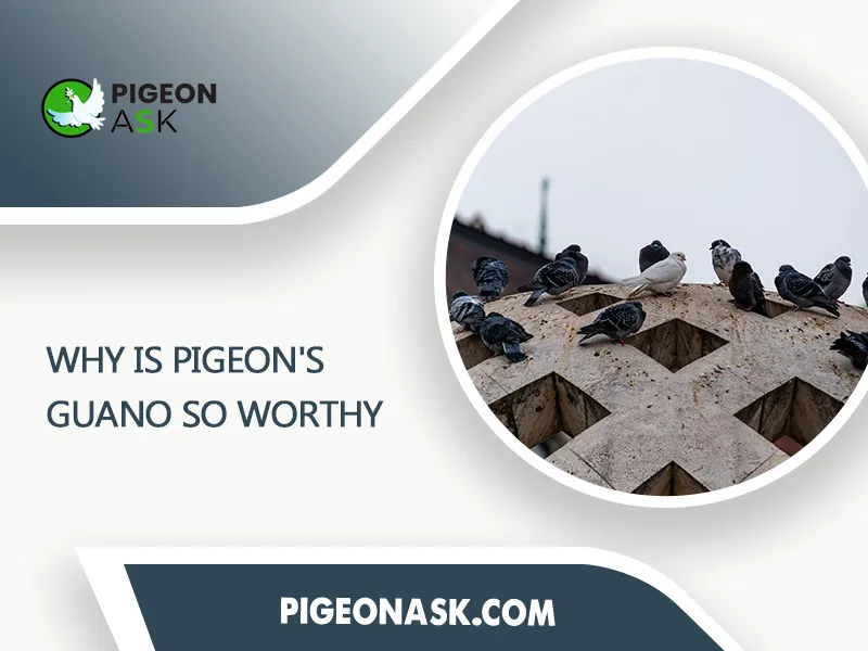 Why Is Pigeons Guano So Worthy